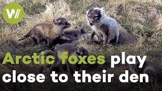 Arctic fox mom gets annoyed by her own cubs