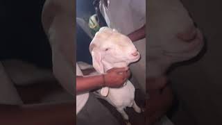 Eid preparations