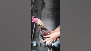 Cara Mengetahui Ayam Keok / Putus Tanpa Diabar 100% Tepat