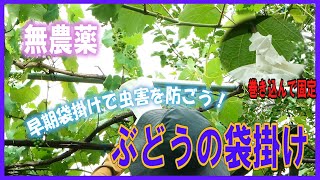 ぶどうの袋掛け~無農薬なら早期に袋掛けして虫害を防ごう~