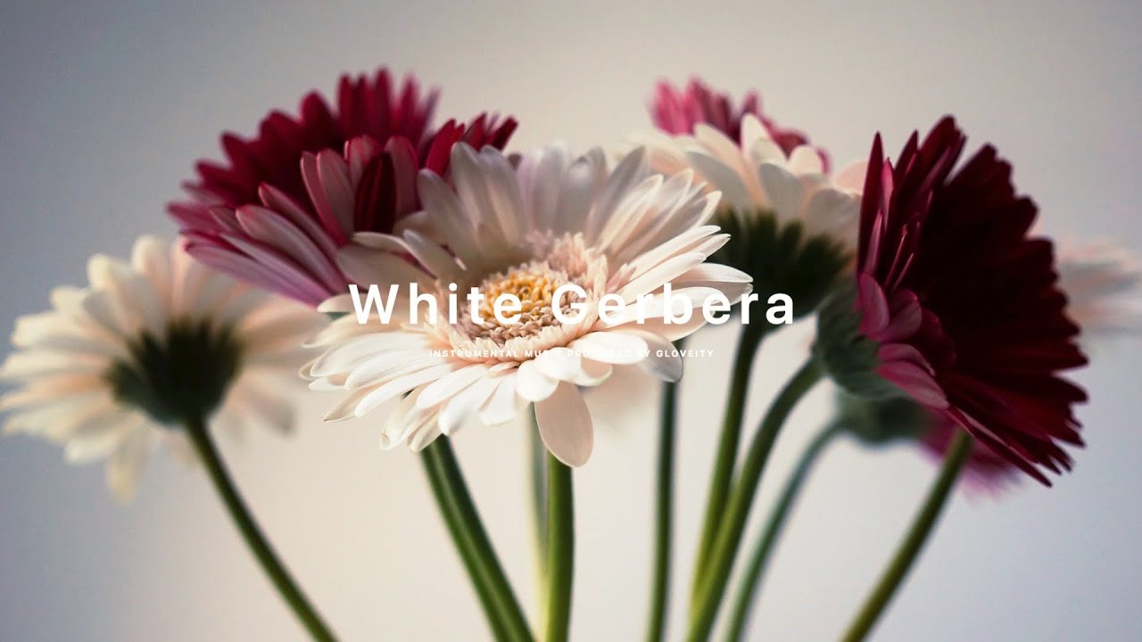 Watch Gloveity - White Gerbera (Official Audio) on YouTube Watch Gloveity - White Gerbera (Official Audio) on YouTube