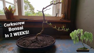 Weeping Willow Bonsai Tree in only 2 Weeks?