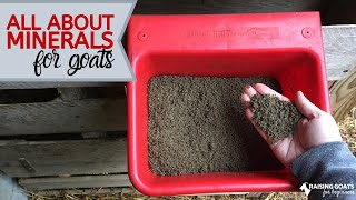 What You Need to Know About Goat Minerals