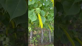 Bee working the tallow blooms (popcorn tree) #brucesbees #localhoney #beekeepingtips