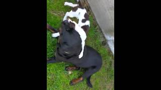 Rottweiller Vs Pitbull