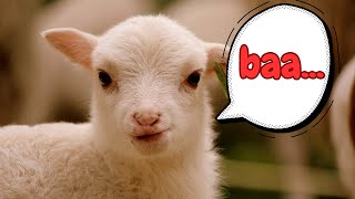 Baa-rilliant Fun: Exploring Sheep Sounds and Facts for Kids! 🐑🌈 by Nowuwu 1,390 views 3 months ago 3 minutes, 5 seconds