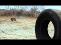 Rabbit Explodes