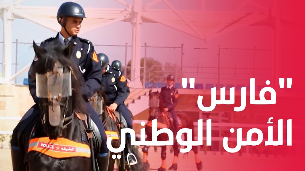 حب الخيل والواجب المهني.. عمر لحلاف 