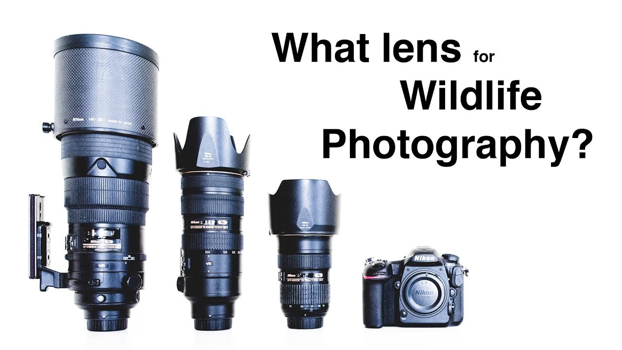 What lens for wildlife photography? - YouTube