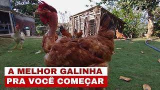 Por Que A Label Rouge É Uma Das Melhores Galinhas Para Criar.