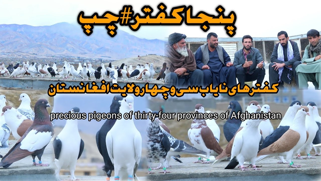 پنجا کفتر #چپ | کفتر نایاب سی و چهار ولایت | precious pigeon of thirty-four provinces of Afghanistan