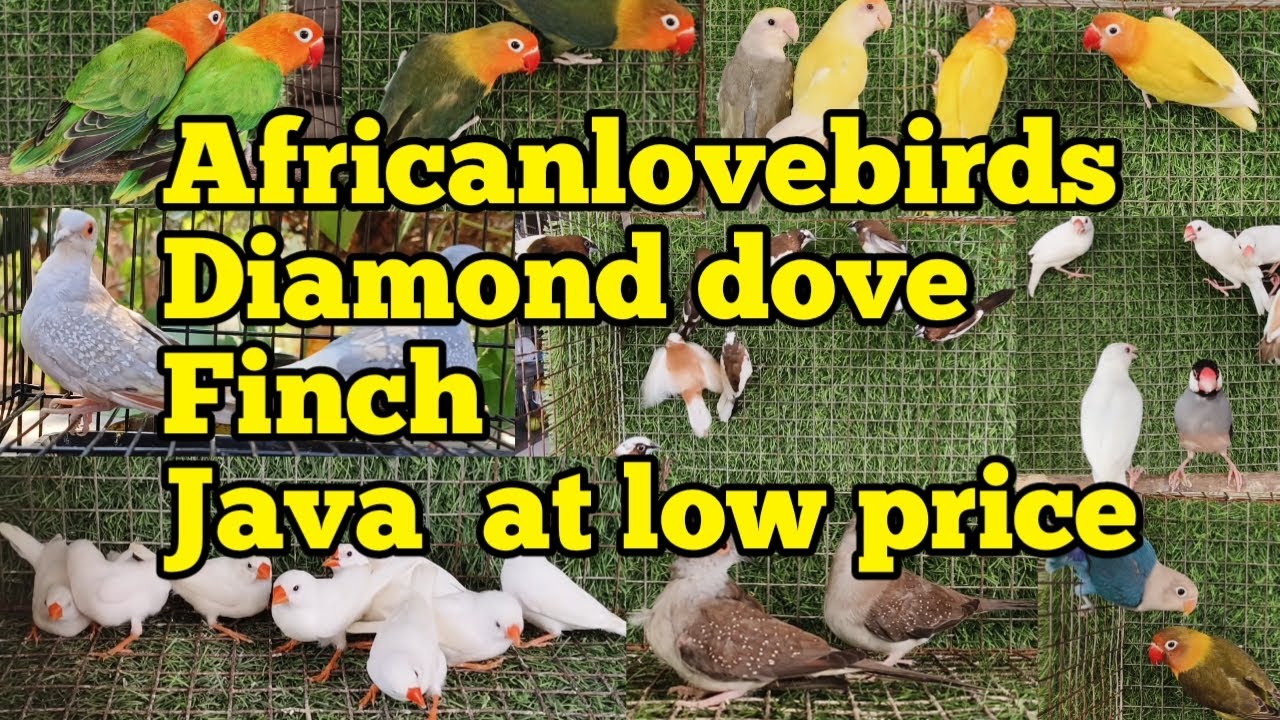 20|2|2024 pets at low price|Java |Finch|Diamond dove|africanlovebirds ...
