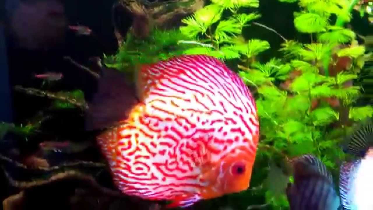 Discus YouTube