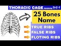 25 thoracic cage bones  true ribs false ribs floating ribs sternum bone