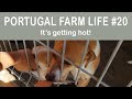 Portugal SPRING its getting HOT! | Portugal Farm Life 2-20