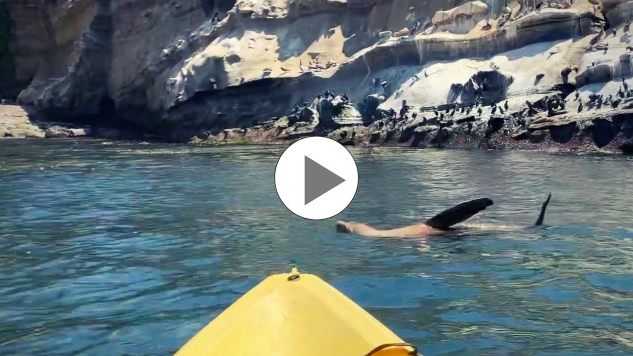 Kayaking with Sea Lions in La Jolla, CA Adventure Guru YouTube