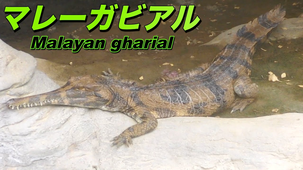 ワニ マレーガビアルの生態 ガビアルモドキとも呼ばれるクロコダイル科のワニ Youtube ワニ マレーガビアルの生態 ガビアルモドキとも呼ばれるクロコダイル科のワニ Youtube
