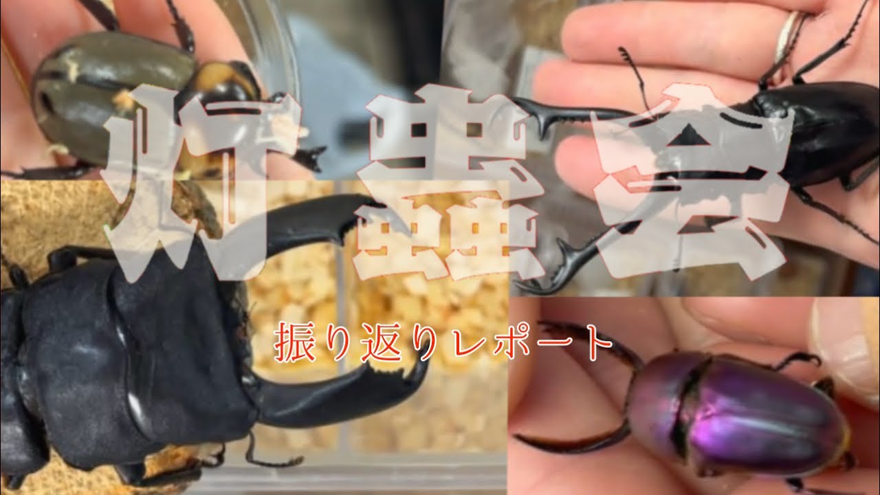 【灯蟲会】オオヒラタフィールドの2026初イベントを振り返ります。