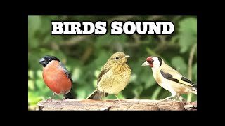 Bird Sounds Spectacular : Morning Bird Sound Live