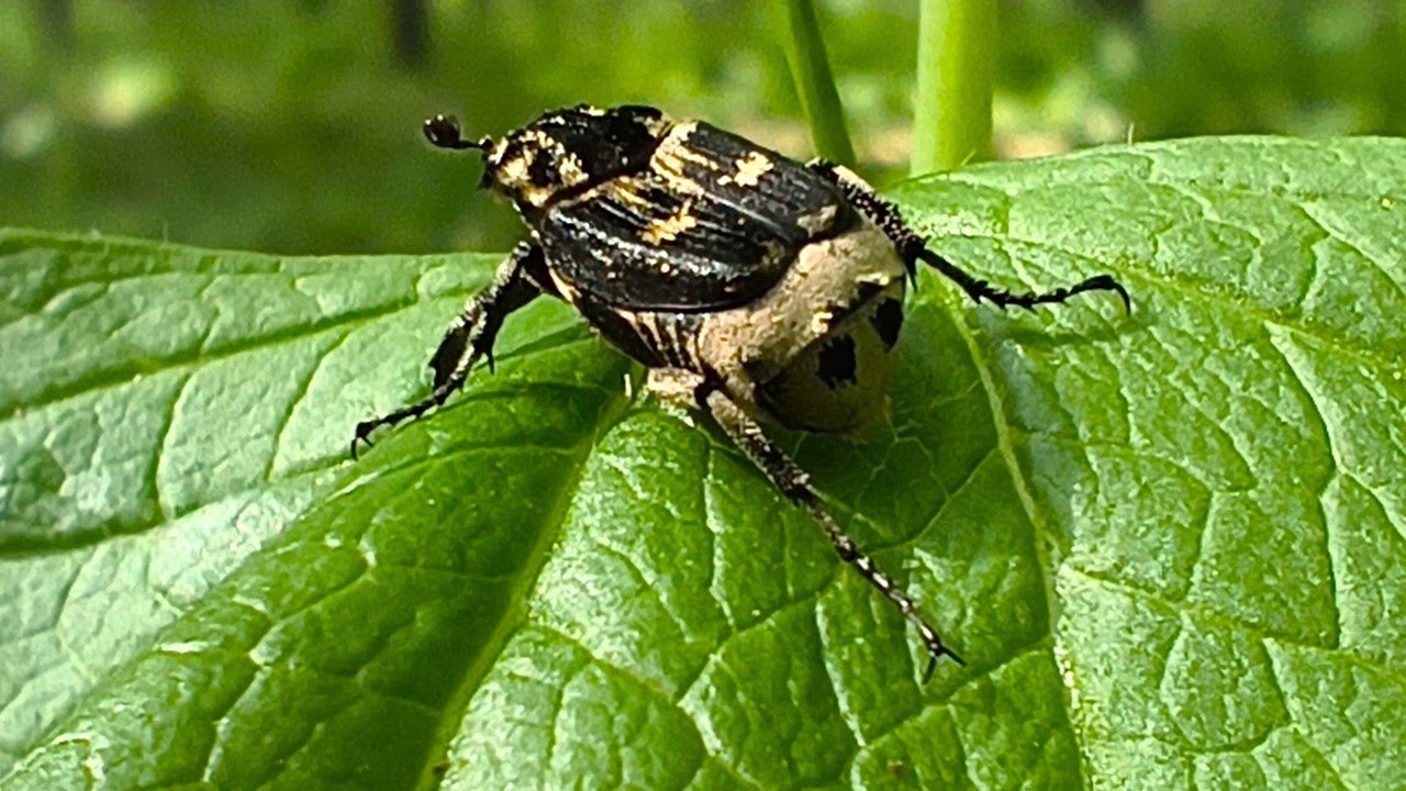 Valgus hemipterus (Male) – The Agile Forest Beetle with Hidden Wings