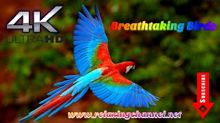 Breathtaking Colorful Birds of the nature-Wildlife Nature FilmUHD 2020