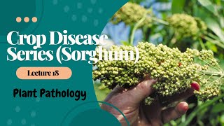 Crop Disease Series (Sorghum) | Plant Pathology | Lecture 18 | Abhay Sarva Sir screenshot 3