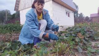 Обрезка кустов клубники летом