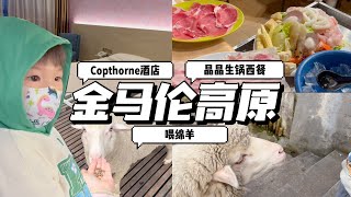 🇲🇾金马伦高原｜check in Copthorne Cameron Highlands Hotel🏨｜晶晶生锅西餐🍴｜喂绵羊🐑｜The Sheep Sanctuary｜马来西亚亲子旅行