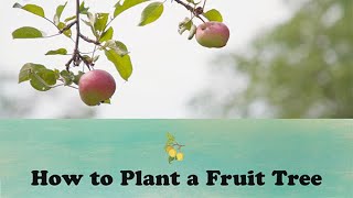 How to Plant a Fruit Tree | Let's Grow Stuff