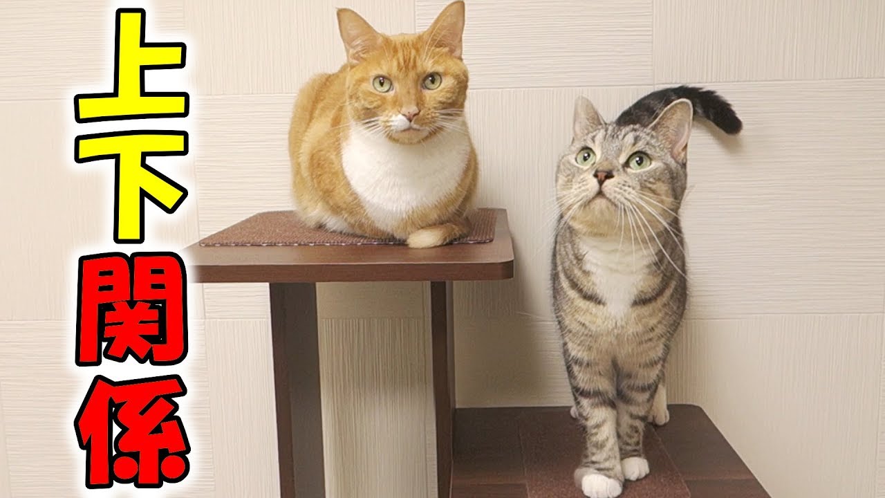 猫ズの上下関係が一目で分かる おもしろ Funny Cats Have Clear Hierarchy Youtube