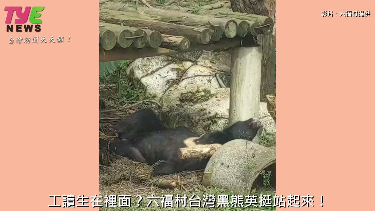 【有片】工讀生在裡面?六福村台灣黑熊站起來啦! YouTube player