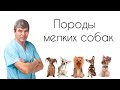 Породы мелких собак//Особенности содержания