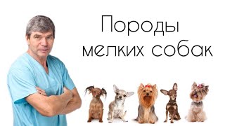 Породы мелких собак//Особенности содержания