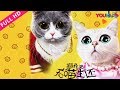 【猫片之无喵生还】萌猫密室离奇故事！| 2019悬疑喜剧片 | 丸子/兜兜/警长/ | YOUKU MOVIE | 优酷电影