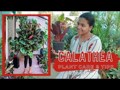 Calathea Plant Care - Rare Indoor Plant - In Tamil - Chennai Garden & Decor