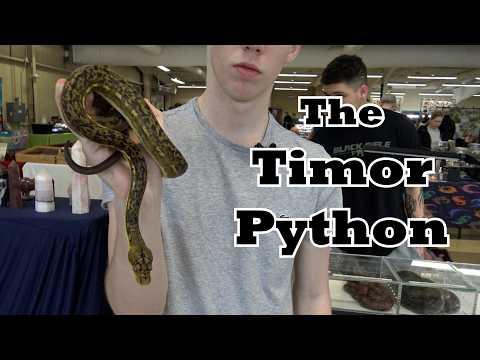 The Timor Python