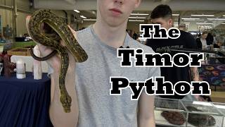 The Timor Python