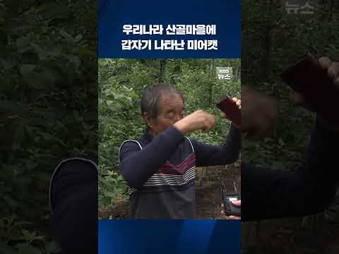 전북 무주 산골마을에서 별안간 발견된 미어캣 #shorts / KBS