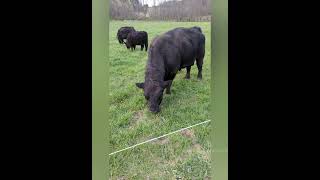 Spring pasture rotations begin for Angus Lowline herd!
