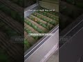 آلة غسل وإزالة أشواك ثمار الصبار الأوتوماتيكية | معالجة فاكهة الصبار بسرعة عالية