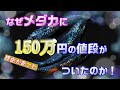 【メダカ】アイスブレイク150万円の真相解説