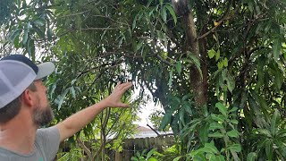 This Used to be Grass!!! Touring Our 13-year-old Food Forest in South Florida