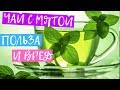 Чай с мятой польза и вред. Полезные свойства мяты для здоровья