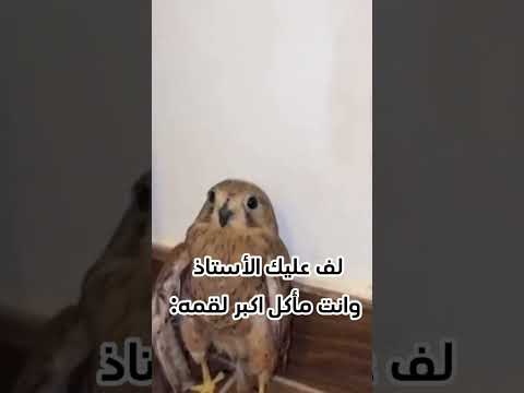 لا وتعطيه وضعيت وش بك ياولد ترا مافي شى سداح 