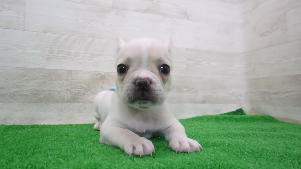 フレンチブルドッグの子犬（オス♂） 武蔵小山店｜ペットショップCoo＆RIKU