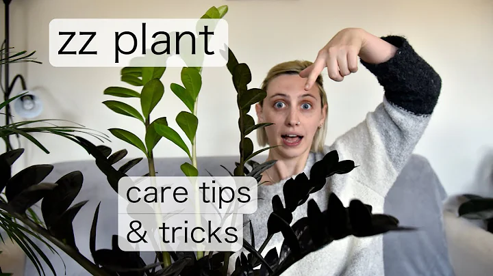 THE (almost) UNKILLABLE ZZ PLANT | Zamioculcas Zamiifolia Care