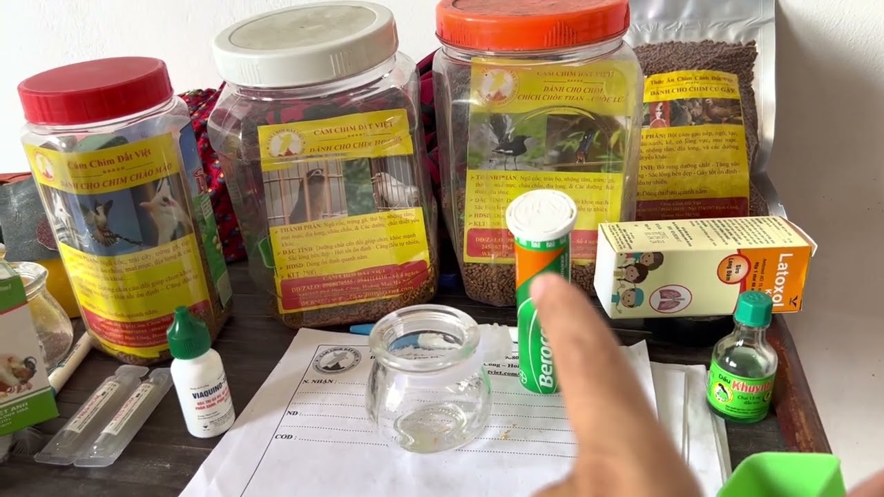 Cách chữa chim đi ngoài, suy lực, trúng gió ...( Chia sẻ thực tế AE tham khảo )