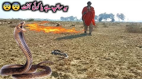 New video 2023 | king cobra snake | jogi catch big black saap