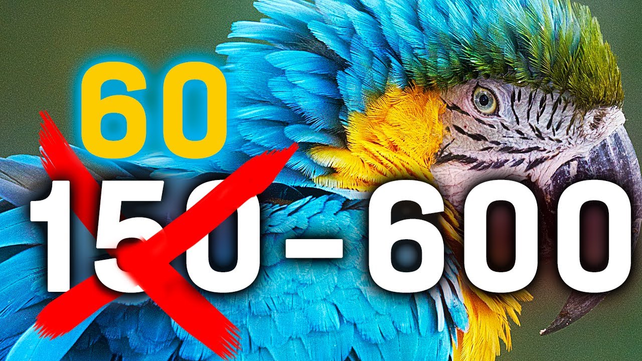 Test Sigma 60-600mm F4.5-6.3 DG DN : objectif idéal pour l'animalier ?