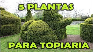 Download lagu 5 PLANTAS PARA TRABALHAR COM TOPIARIA 5 PLANTAS PARA TRABALHAR COM TOPIARIA